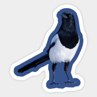 magpie Sticker